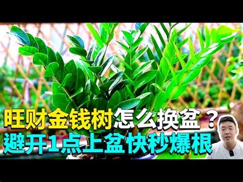 金錢樹移植|金錢樹怎麼換盆，金錢樹的移植換盆方法 —【發財農業網】